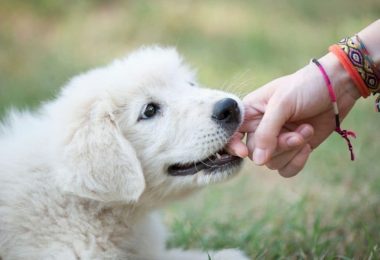 4 tipy, jak zabránit štěně v kousání