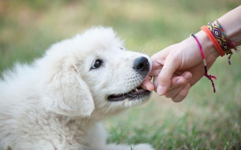 4 tipy, jak zabránit štěně v kousání