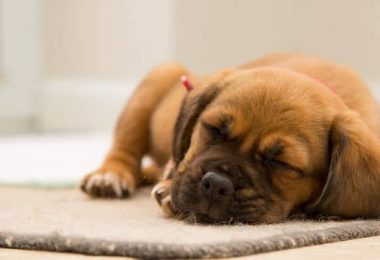 4 užitečné tipy, jak pomoci vašemu štěněti spát celou noc