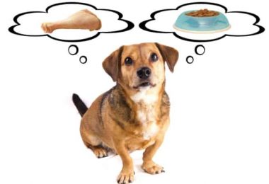 7 faktorů, které mohou ovlivnit potřebu změnit jídelníček vašeho psa