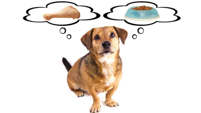 7 faktorů, které mohou ovlivnit potřebu změnit jídelníček vašeho psa