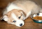 Jak rychle změnit stravu vašeho psa s minimálními problémy