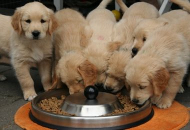 Jak správně změnit stravu psa