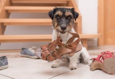 Jsou problémy s chováním vašeho psa způsobeny parazity?