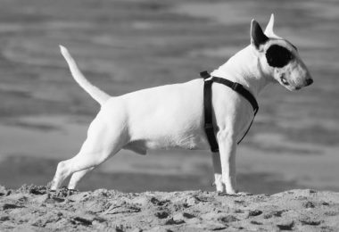 Řeč těla psa – co vám říká váš pes?