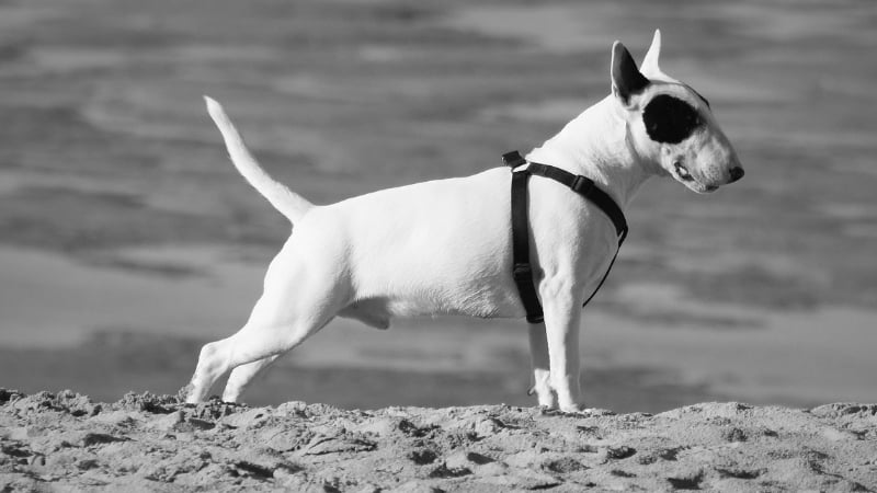 Řeč těla psa – co vám říká váš pes?