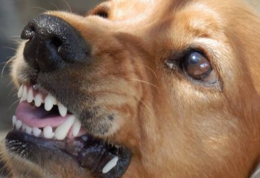 Řešení problémů s agresí psů